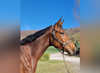 Oldenburg-International (OS), Gelding, 3 years, 17 hh, Brown