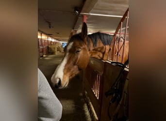 Oldenburg-International (OS), Gelding, 3 years, Brown-Light