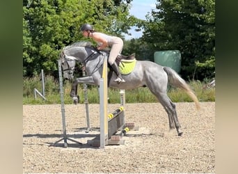 Oldenburg-International (OS), Gelding, 4 years, 15,2 hh, Grey