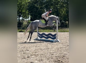 Oldenburg-International (OS), Gelding, 4 years, 15,2 hh, Grey