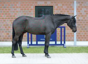 Oldenburg-International (OS), Gelding, 4 years, 16.1 hh, Bay-Dark