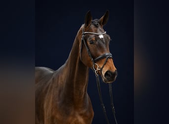 Oldenburg-International (OS), Gelding, 4 years, 16.1 hh, Brown