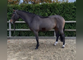 Oldenburg-International (OS), Gelding, 4 years, 16.1 hh, Brown