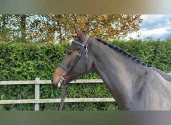 Oldenburg-International (OS), Gelding, 4 years, 16.1 hh, Brown