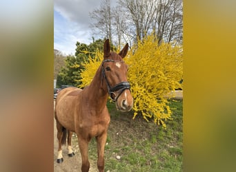 Oldenburg-International (OS), Gelding, 4 years, 16.1 hh, Chestnut-Red