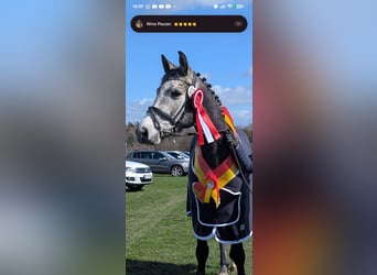 Oldenburg-International (OS), Gelding, 4 years, 16.1 hh, Grey-Dark-Tan