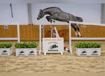 Oldenburg-International (OS), Gelding, 4 years, 16.1 hh, Grey