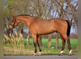 Oldenburg-International (OS), Gelding, 4 years, 16.2 hh, Brown