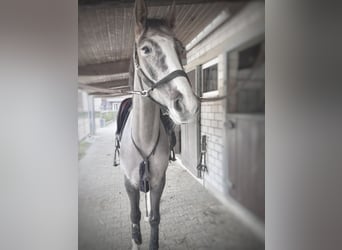 Oldenburg-International (OS), Gelding, 4 years, 16.2 hh, Can be white