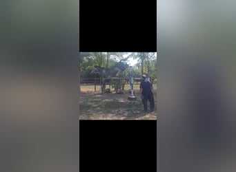 Oldenburg-International (OS), Gelding, 4 years, 16.2 hh, Grey-Dapple