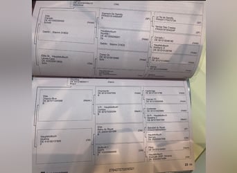 Oldenburg-International (OS), Gelding, 4 years, 16.2 hh, Grey-Dapple