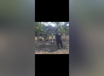 Oldenburg-International (OS), Gelding, 4 years, 16.2 hh, Grey-Dapple