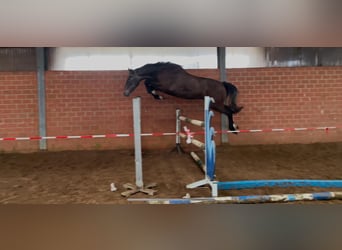 Oldenburg-International (OS), Gelding, 4 years, 16.2 hh, Grey