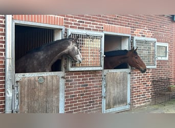 Oldenburg-International (OS), Gelding, 4 years, 16.2 hh, Grey
