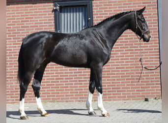 Oldenburg-International (OS), Gelding, 4 years, 16.2 hh, Smoky-Black