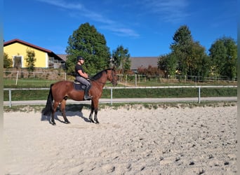 Oldenburg-International (OS), Gelding, 4 years, 16.3 hh, Brown