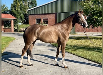 Oldenburg-International (OS), Gelding, 4 years, 16.3 hh, Chestnut