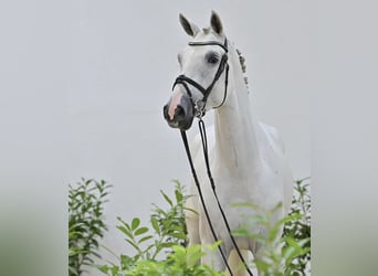 Oldenburg-International (OS), Gelding, 4 years, 16.3 hh, Grey