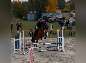 Oldenburg-International (OS), Gelding, 4 years, 16 hh, Brown