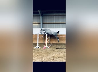 Oldenburg-International (OS), Gelding, 4 years, 16 hh, Grey-Blue-Tan