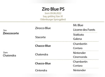 Oldenburg-International (OS), Gelding, 4 years, 16,1 hh, Bay