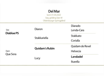 Oldenburg-International (OS), Gelding, 4 years, 16,1 hh, Bay