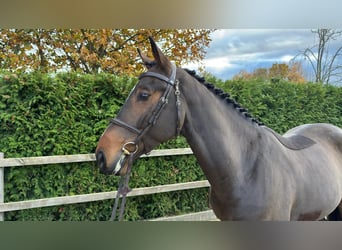 Oldenburg-International (OS), Gelding, 4 years, 16,1 hh, Brown