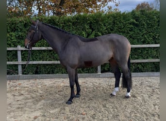 Oldenburg-International (OS), Gelding, 4 years, 16,1 hh, Brown