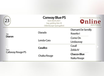 Oldenburg-International (OS), Gelding, 4 years, 16,1 hh, Brown