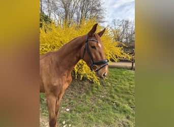 Oldenburg-International (OS), Gelding, 4 years, 16,1 hh, Chestnut-Red