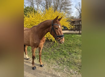 Oldenburg-International (OS), Gelding, 4 years, 16,1 hh, Chestnut-Red
