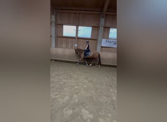 Oldenburg-International (OS), Gelding, 4 years, 16,1 hh, Chestnut-Red