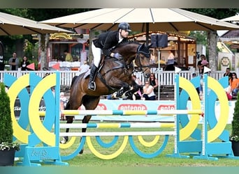 Oldenburg-International (OS), Gelding, 4 years, 16,2 hh, Bay-Dark