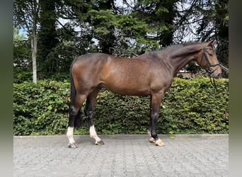Oldenburg-International (OS), Gelding, 4 years, 16,2 hh, Bay-Dark