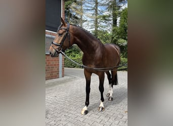 Oldenburg-International (OS), Gelding, 4 years, 16,2 hh, Bay-Dark