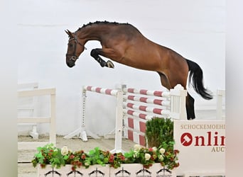 Oldenburg-International (OS), Gelding, 4 years, 16,2 hh, Bay