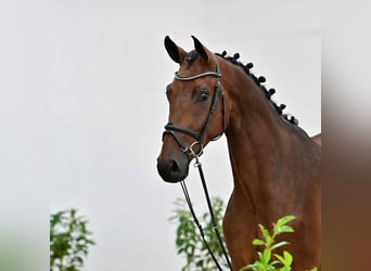 Oldenburg-International (OS), Gelding, 4 years, 16,2 hh, Bay