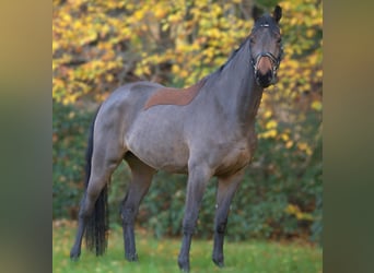 Oldenburg-International (OS), Gelding, 4 years, 16,2 hh, Brown