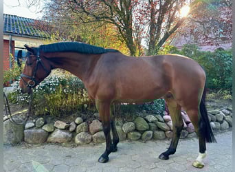 Oldenburg-International (OS), Gelding, 4 years, 16,2 hh, Brown