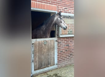 Oldenburg-International (OS), Gelding, 4 years, 16,2 hh, Grey