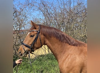 Oldenburg-International (OS), Gelding, 4 years, 16,3 hh, Chestnut-Red