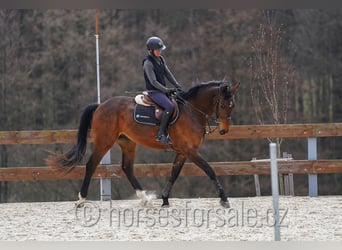 Oldenburg-International (OS), Gelding, 4 years, 17 hh, Brown
