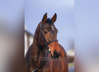 Oldenburg-International (OS), Gelding, 4 years, 17 hh, Brown