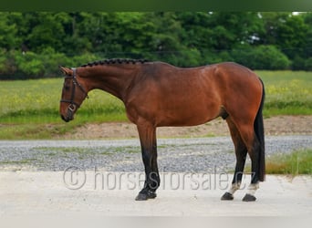 Oldenburg-International (OS), Gelding, 4 years, 17 hh, Brown