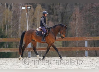 Oldenburg-International (OS), Gelding, 4 years, 17 hh, Brown