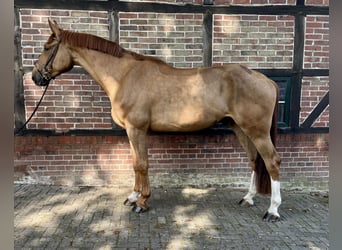 Oldenburg-International (OS), Gelding, 4 years, 17 hh, Chestnut
