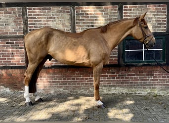 Oldenburg-International (OS), Gelding, 4 years, 17 hh, Chestnut
