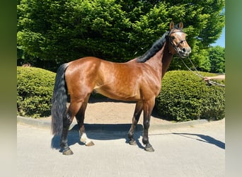 Oldenburg-International (OS), Gelding, 4 years, Brown