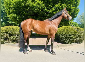 Oldenburg-International (OS), Gelding, 4 years, Brown