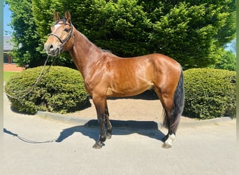 Oldenburg-International (OS), Gelding, 4 years, Brown